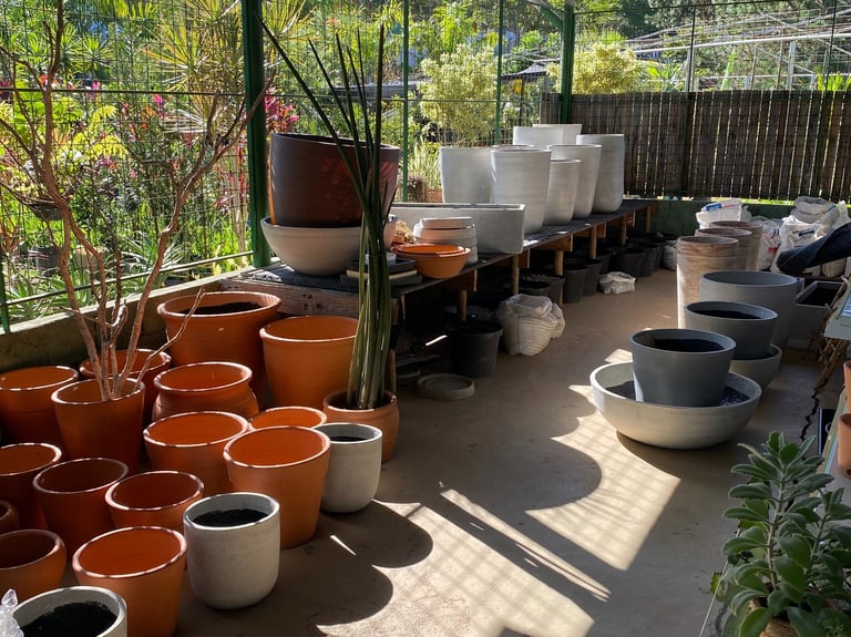Plantas e árvores apresentadas na loja da MC Jardinagem