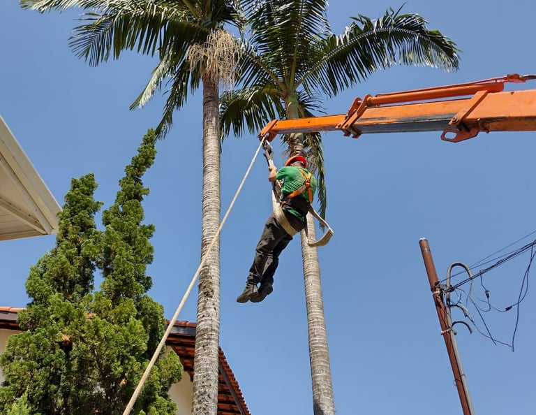 Serviço em árvores apresentado no portfólio da MC Jardinagem