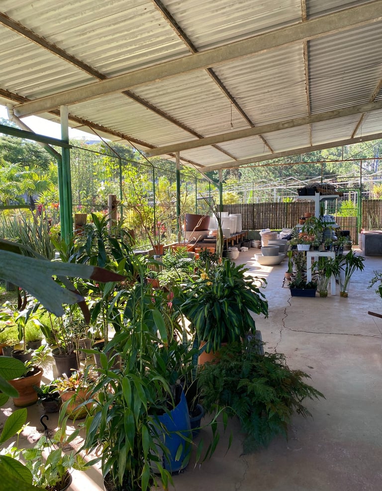 Árvores e plantas no viveiro da MC Jardinagem